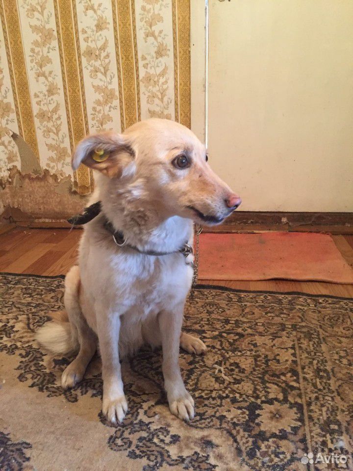 Стерелизованная собака купить на Зозу.ру - фотография № 1