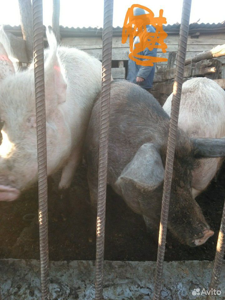 Крс и свиньи купить на Зозу.ру - фотография № 3