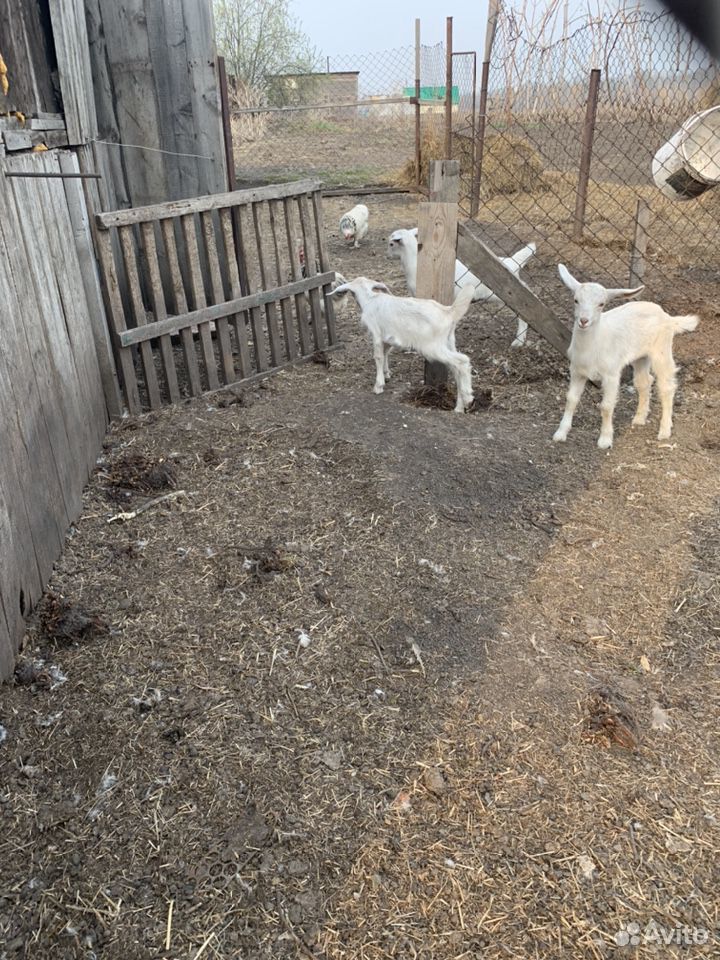 Козлята от молочной козы купить на Зозу.ру - фотография № 4