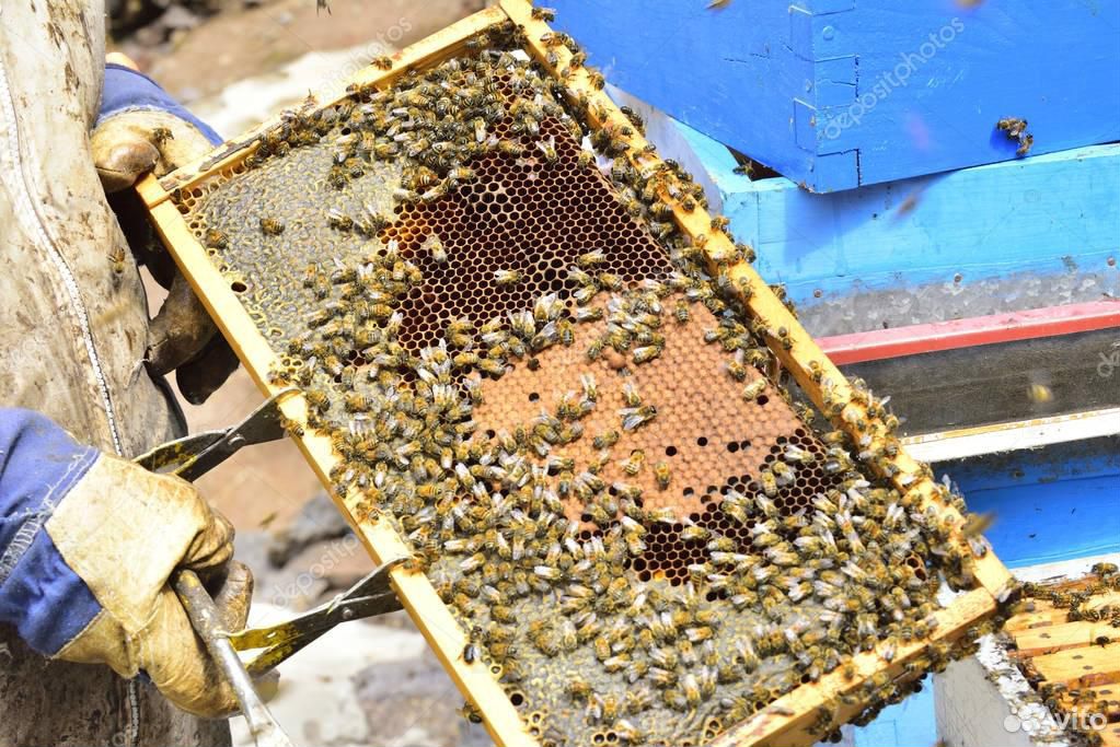 Пчелопакеты -пчелосемьи купить на Зозу.ру - фотография № 1
