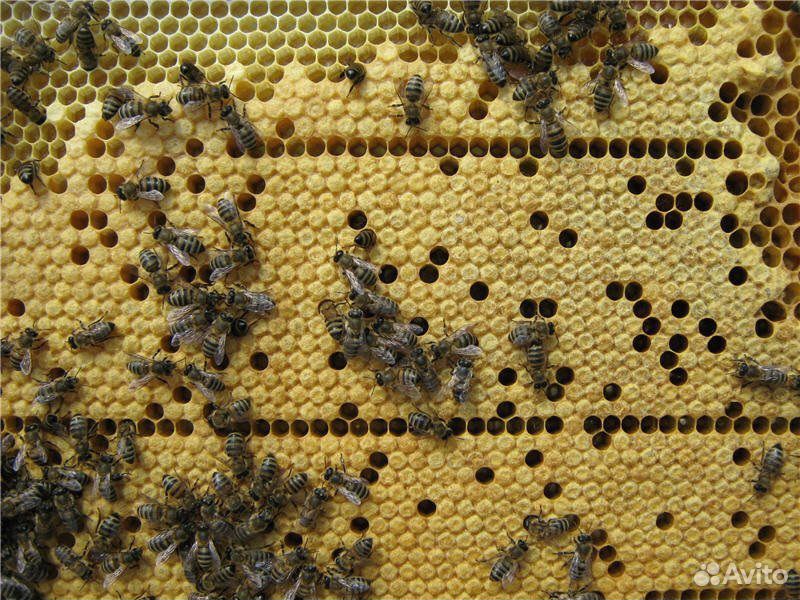 Продуктивные пчелосемьи купить на Зозу.ру - фотография № 1