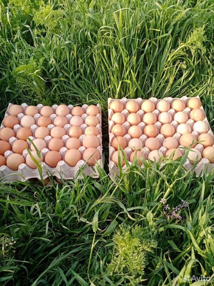 Яйцо инкубационное, петухи купить на Зозу.ру - фотография № 6