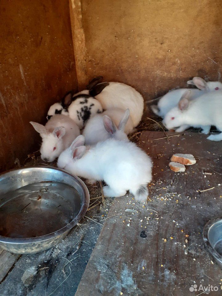 Продаются кролики разных пород купить на Зозу.ру - фотография № 1