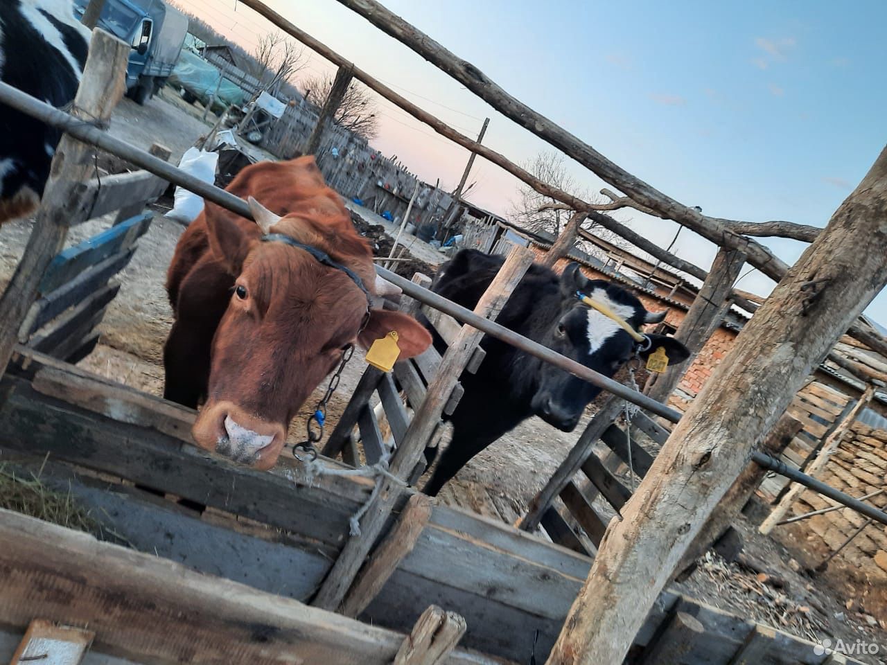 Корова,телка,бык купить на Зозу.ру - фотография № 8
