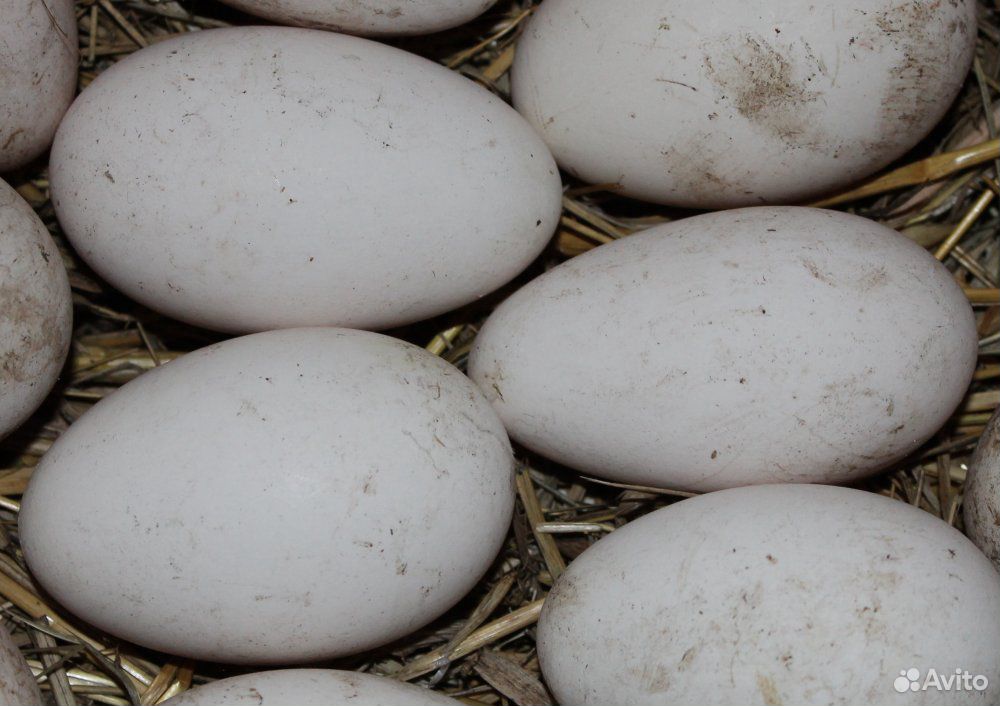 Яйца домашних гусей купить на Зозу.ру - фотография № 1