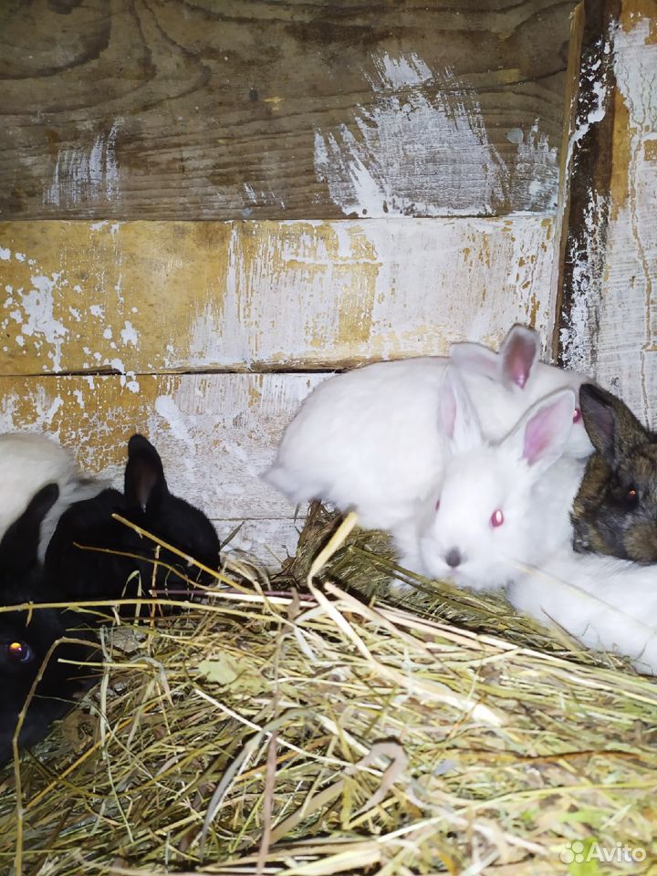 Продются месячные крольчата купить на Зозу.ру - фотография № 3