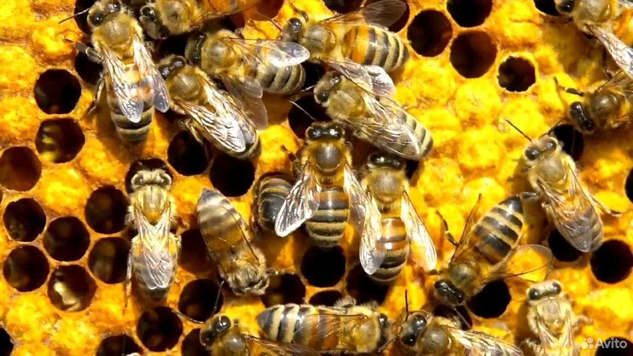 Пчелопакеты, пчелосемья купить на Зозу.ру - фотография № 1