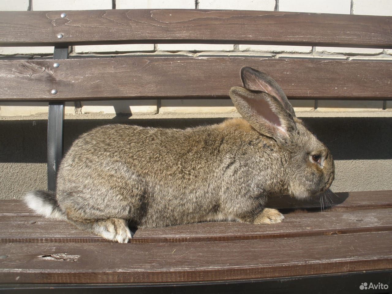 Кролики бельгийский великан) купить на Зозу.ру - фотография № 1