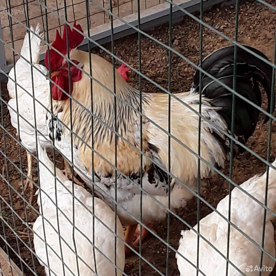Суточные цыплята мясо-яичных пород купить на Зозу.ру - фотография № 4