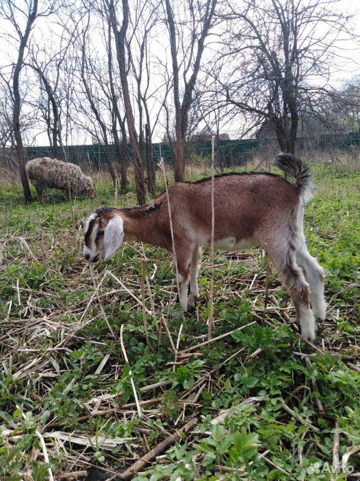 Ягнёнок на племя, козлята, дойные козы купить на Зозу.ру - фотография № 6