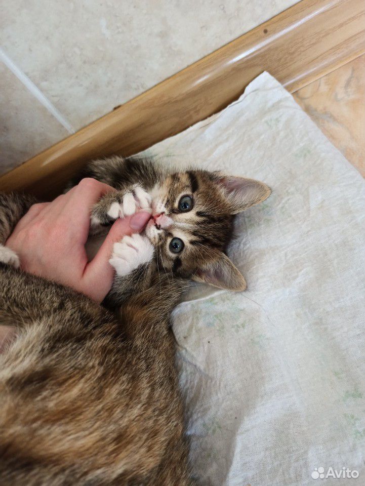 Котенок кошечка в добрые руки купить на Зозу.ру - фотография № 3