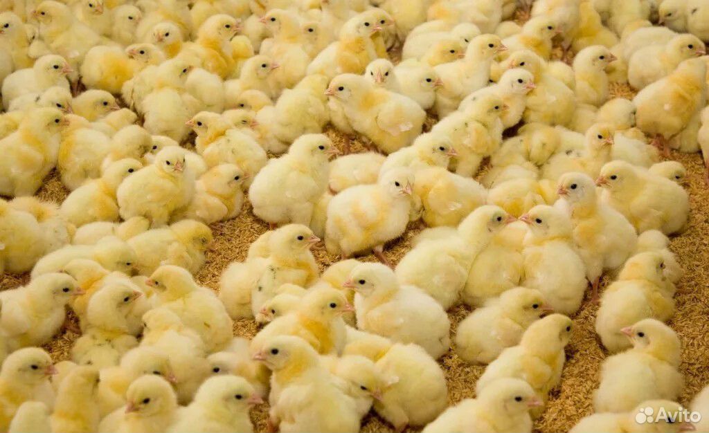 Суточные цыплята на 5 июня купить на Зозу.ру - фотография № 1