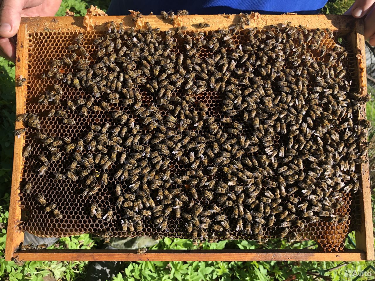 Продажа пчелосемьей купить на Зозу.ру - фотография № 2