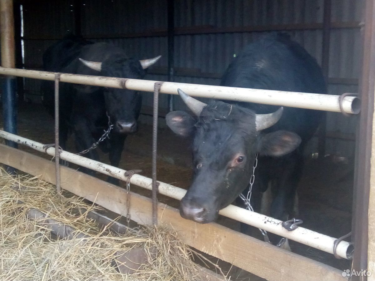 Коровы,быки купить на Зозу.ру - фотография № 8