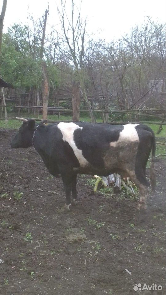 Корова стельная купить на Зозу.ру - фотография № 3