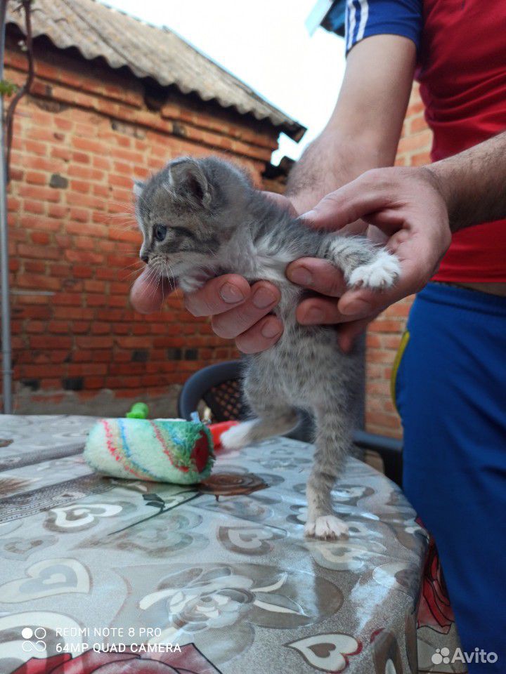Котенок купить на Зозу.ру - фотография № 2