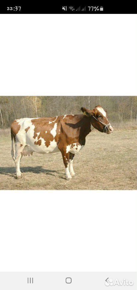 Айроширская молочная корова и телёнок(3 мес.) купить на Зозу.ру - фотография № 1
