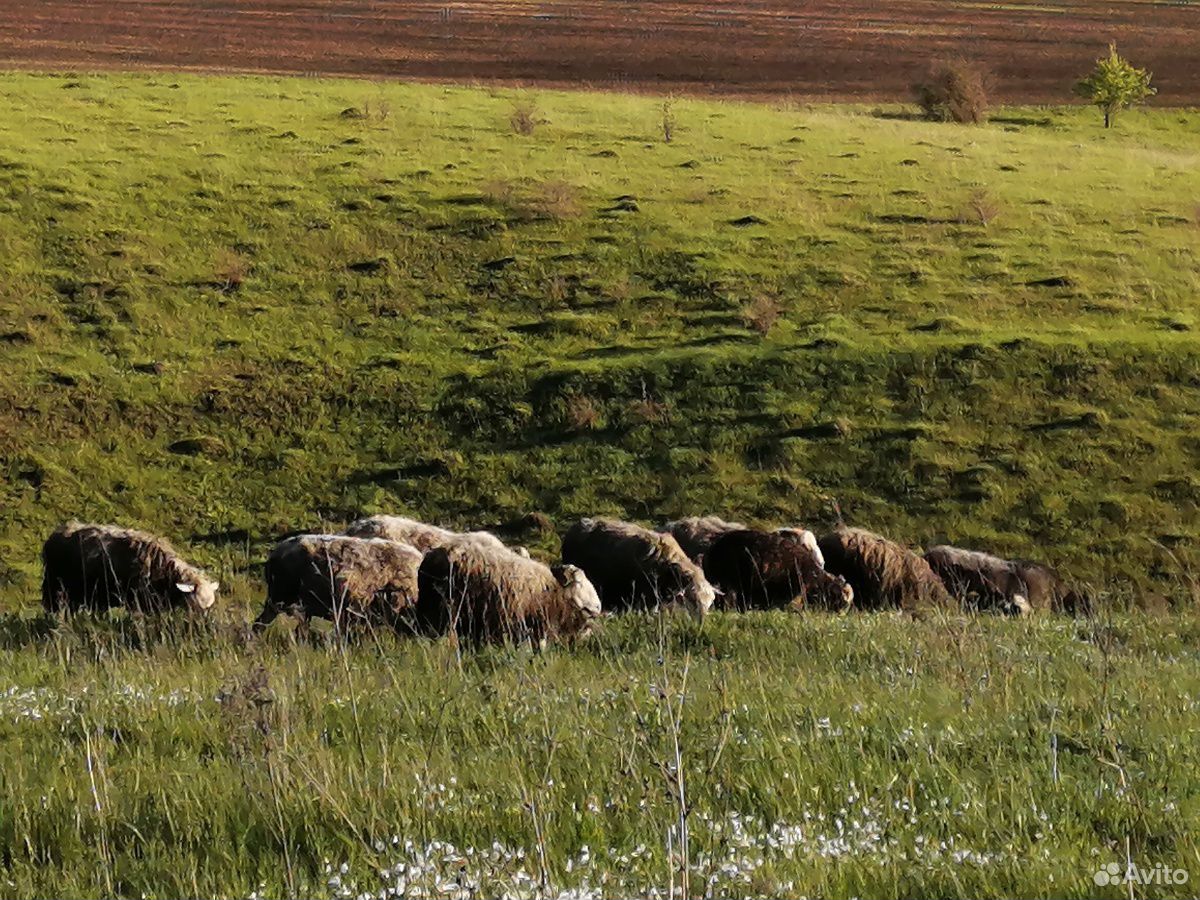 Овца с 2мя ягнятами купить на Зозу.ру - фотография № 6