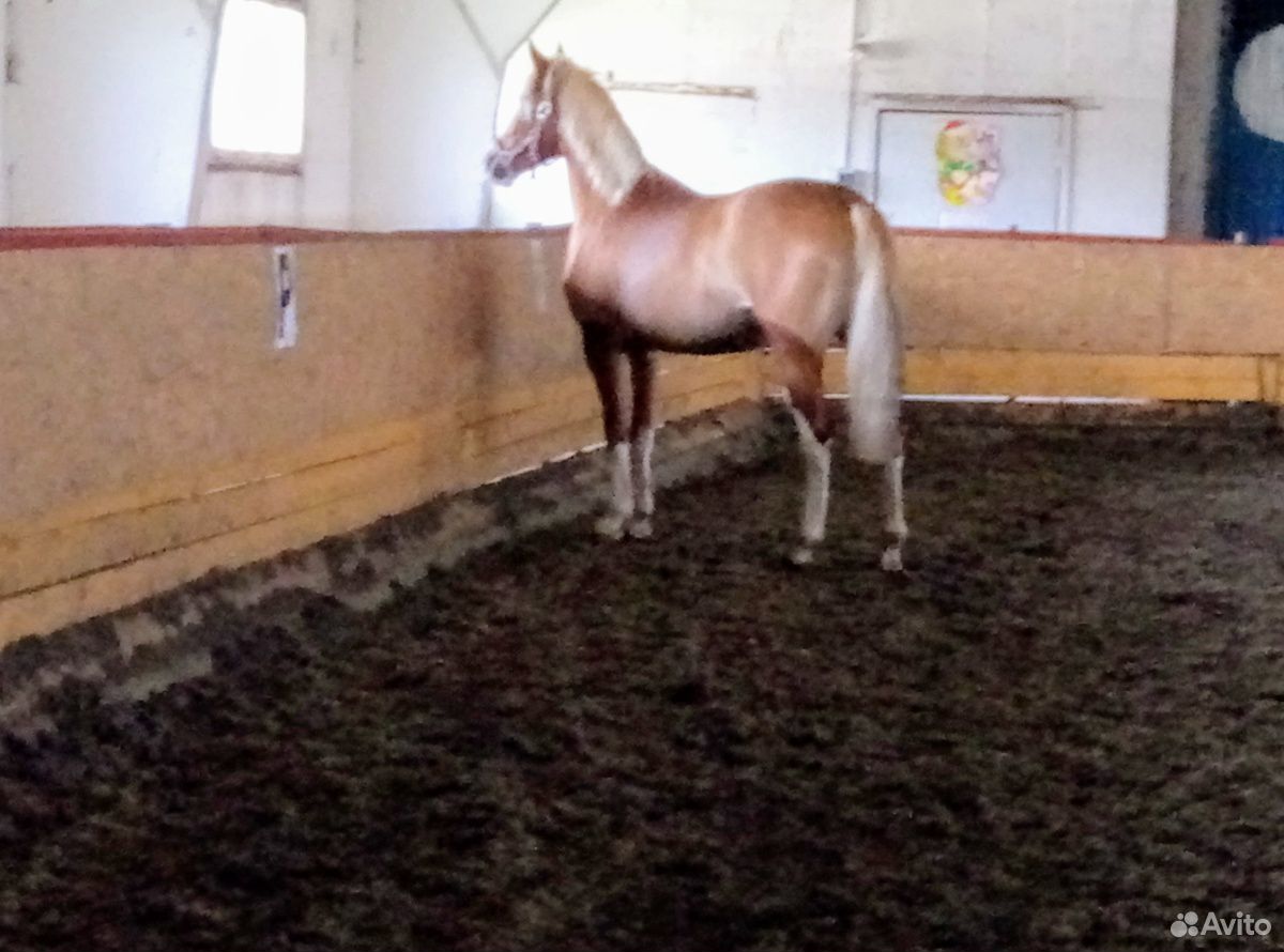 Лошадь в аренду, продажа купить на Зозу.ру - фотография № 3