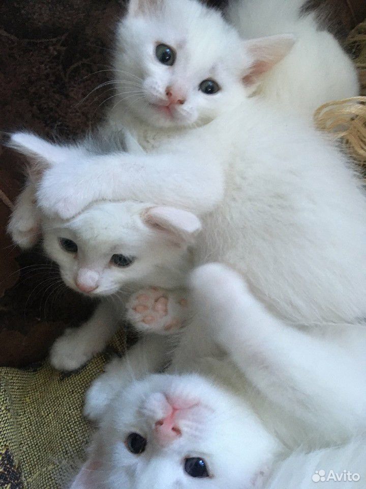 Беленькие котята купить на Зозу.ру - фотография № 9