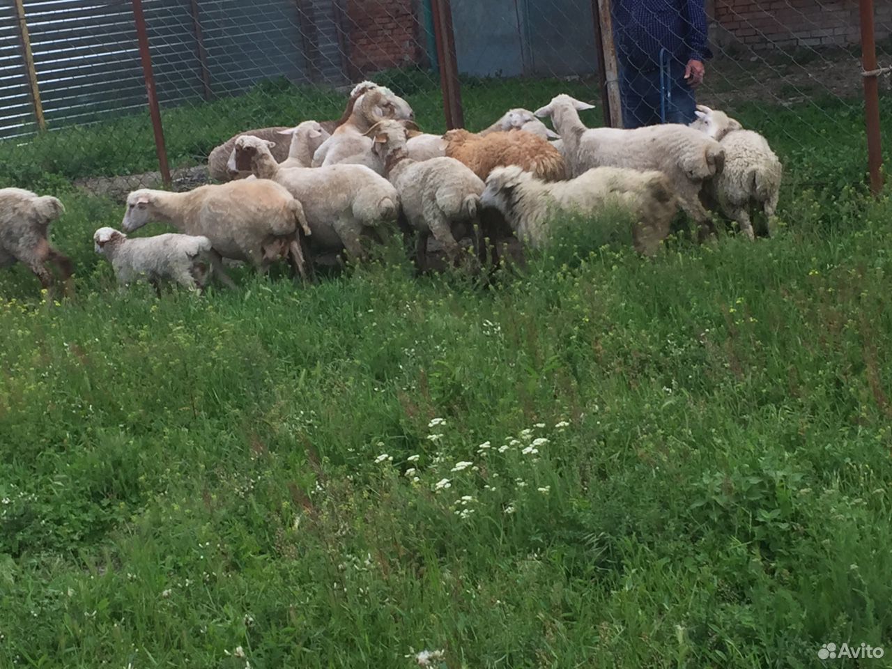 Продаются овцы купить на Зозу.ру - фотография № 4