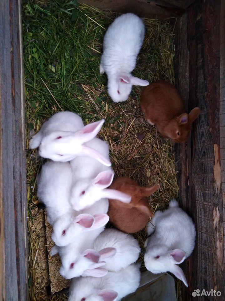 Кролики разных возростов купить на Зозу.ру - фотография № 1