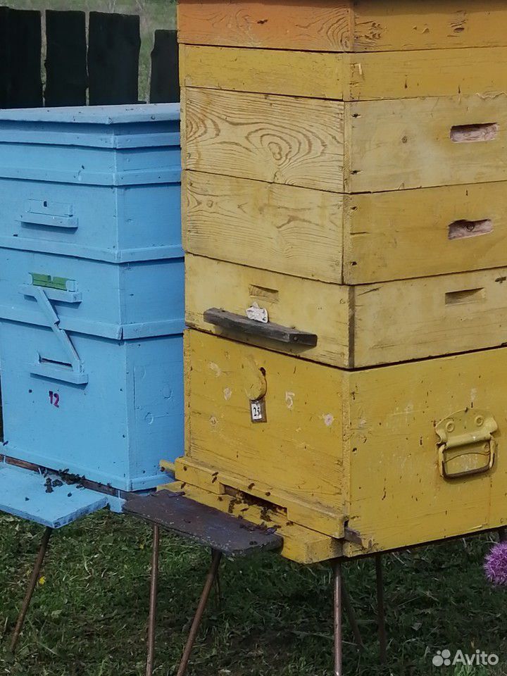 Пчелосемьи, отводки, рои купить на Зозу.ру - фотография № 2