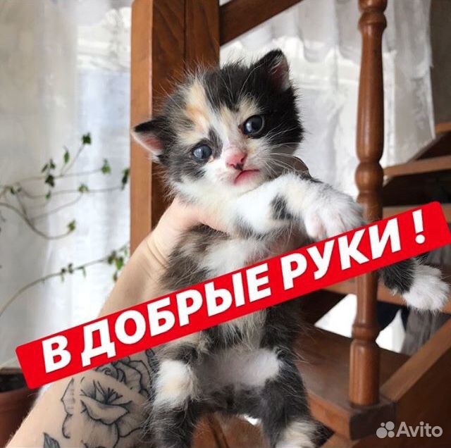 Котяточки купить на Зозу.ру - фотография № 3