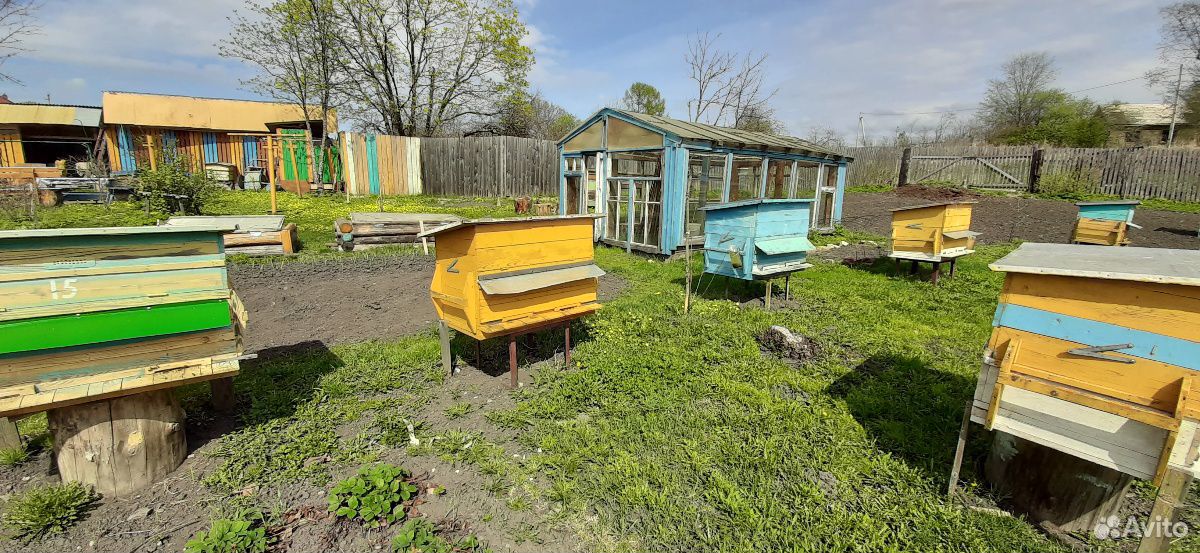 Пчелиные семьи вместе с домиком купить на Зозу.ру - фотография № 1