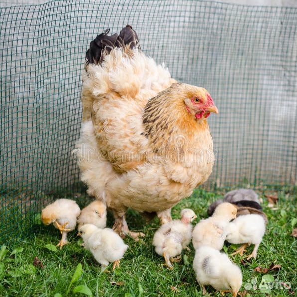 Курица с цыплятами купить на Зозу.ру - фотография № 1