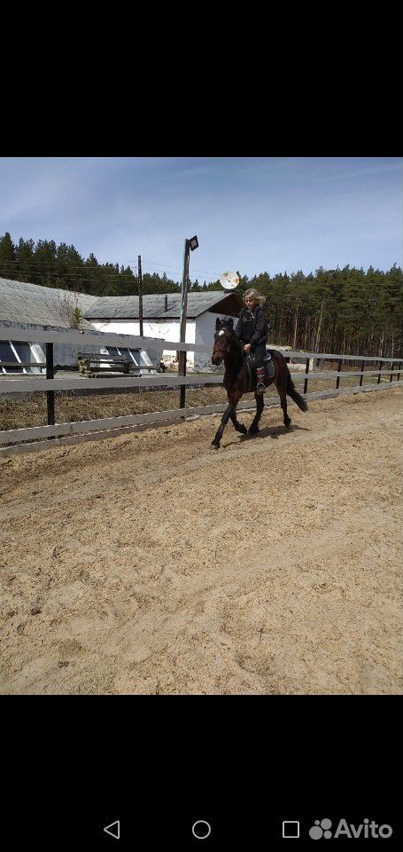 Лошадь, мерен с амуницией купить на Зозу.ру - фотография № 2