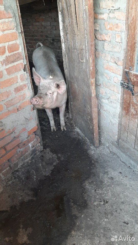 Свинья купить на Зозу.ру - фотография № 4