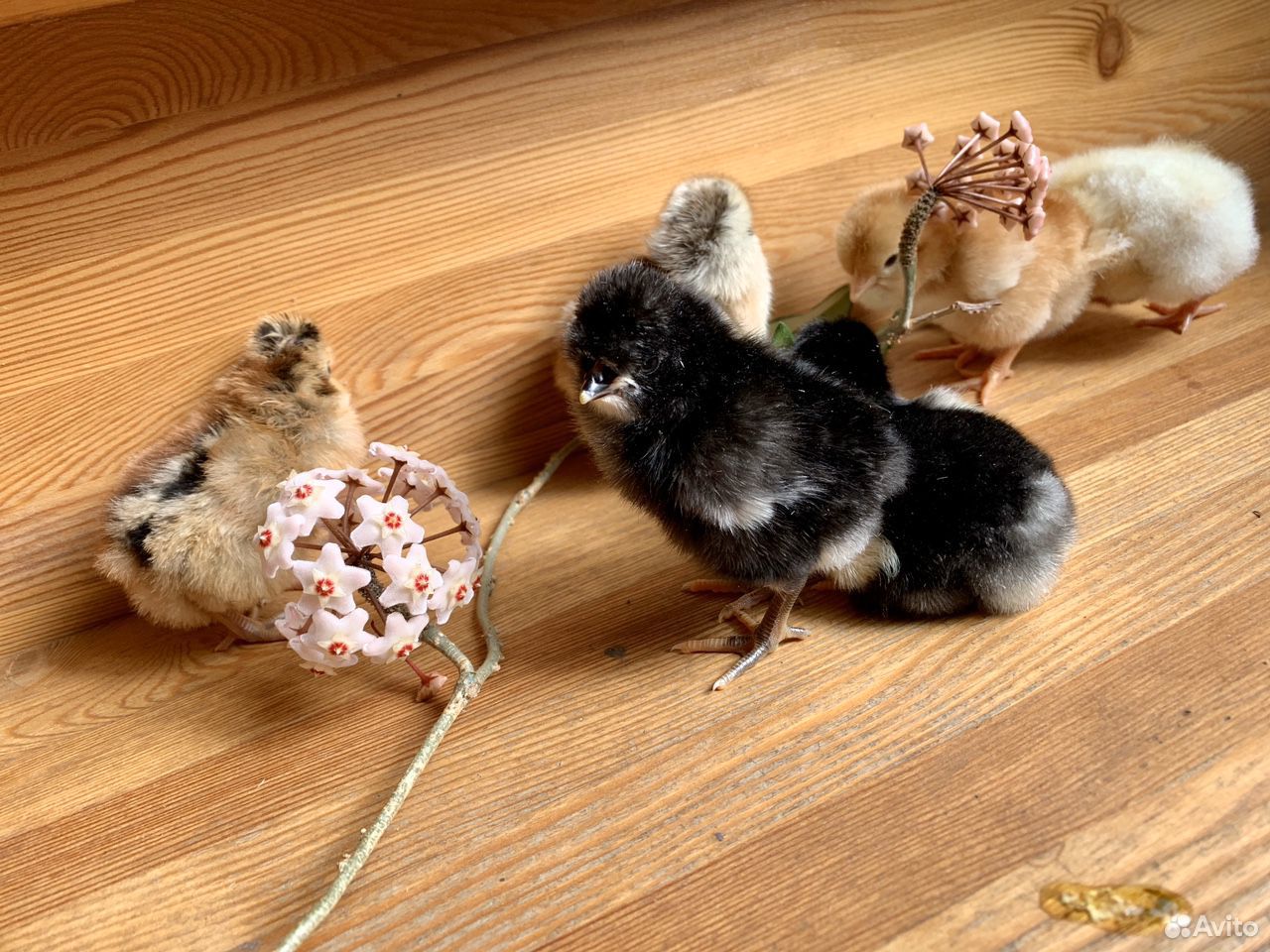 Цыплята разных пород купить на Зозу.ру - фотография № 6