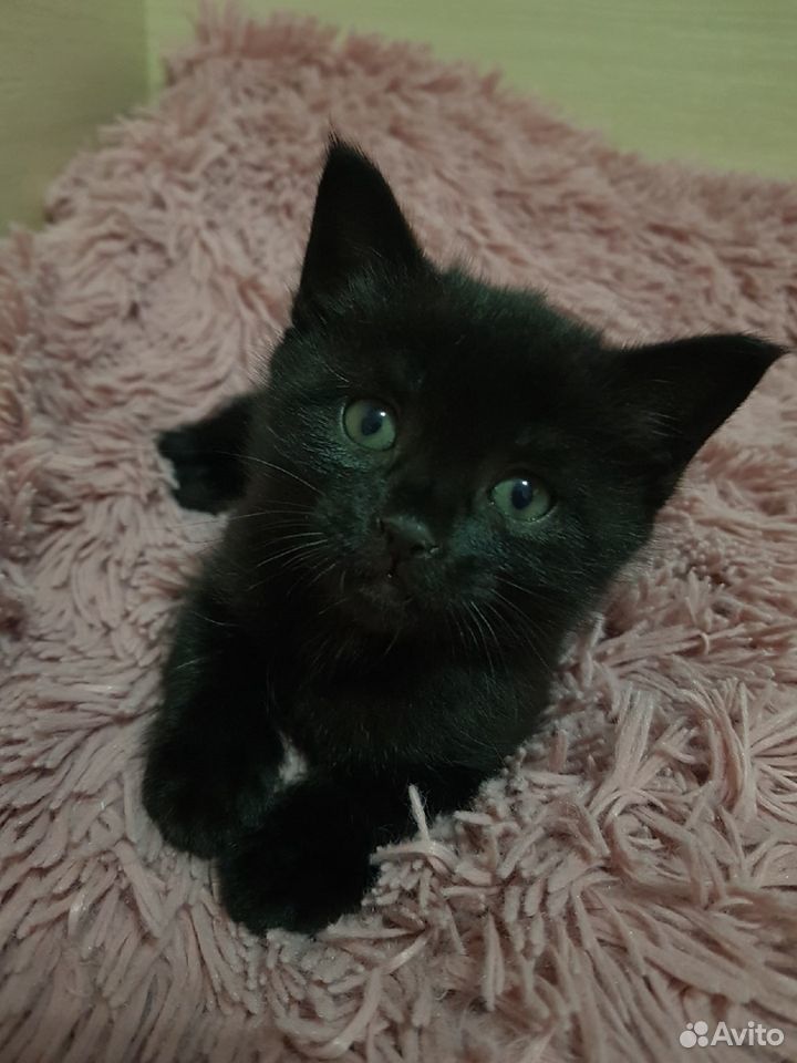 Котёнок черный (девочка) купить на Зозу.ру - фотография № 3