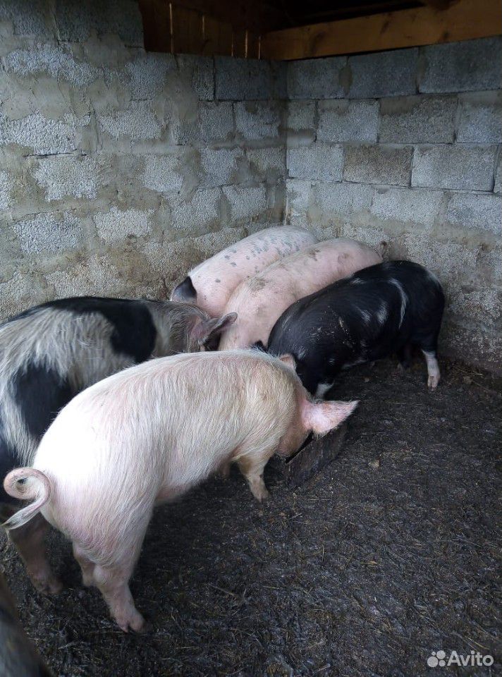 Свинки на мясо купить на Зозу.ру - фотография № 1