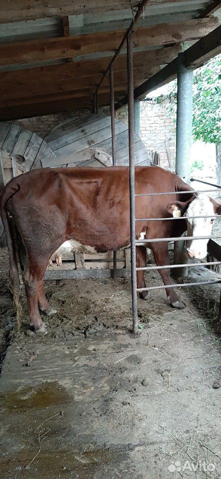 Корова(камоло) купить на Зозу.ру - фотография № 1