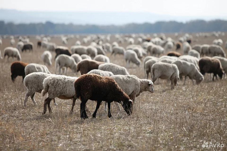 Овцы, ягнята помесные на племя, баранчики купить на Зозу.ру - фотография № 4