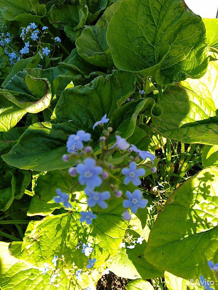 Садовые цветы купить на Зозу.ру - фотография № 3