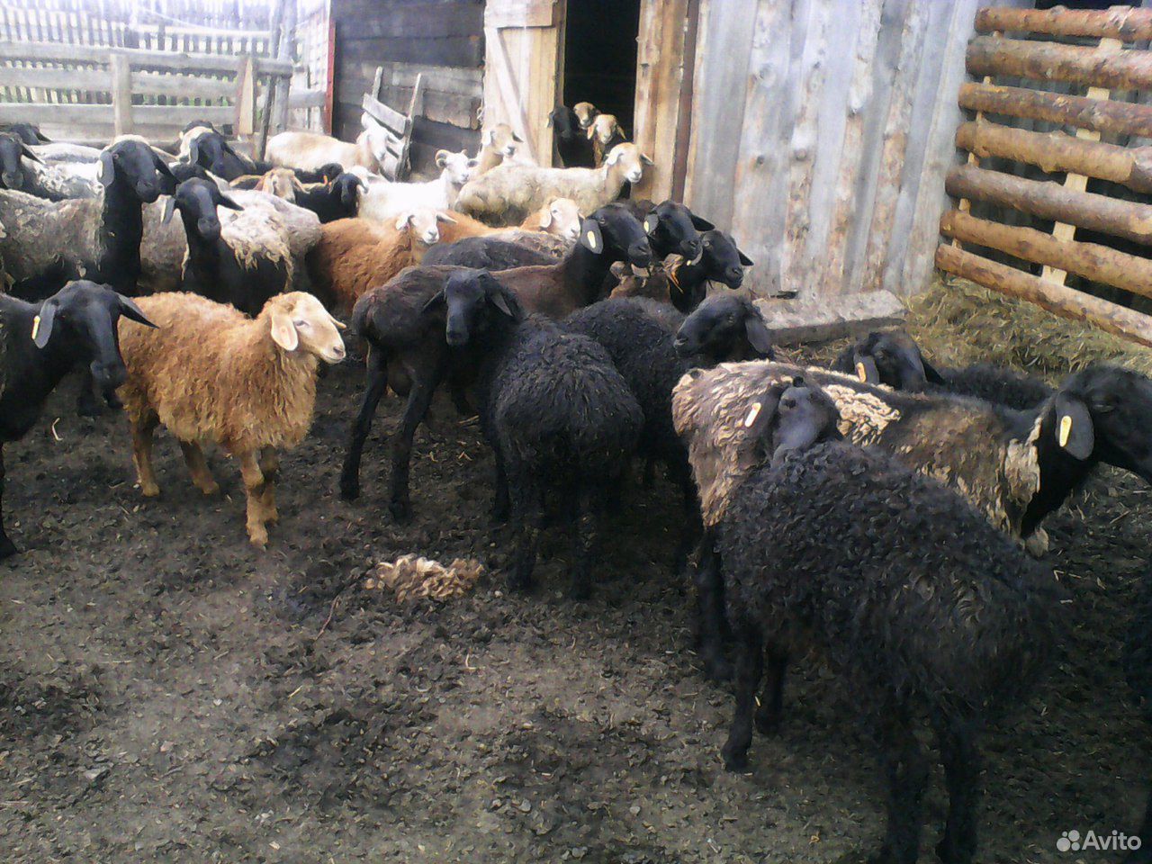 Овцы эдильбаевской породы купить на Зозу.ру - фотография № 1