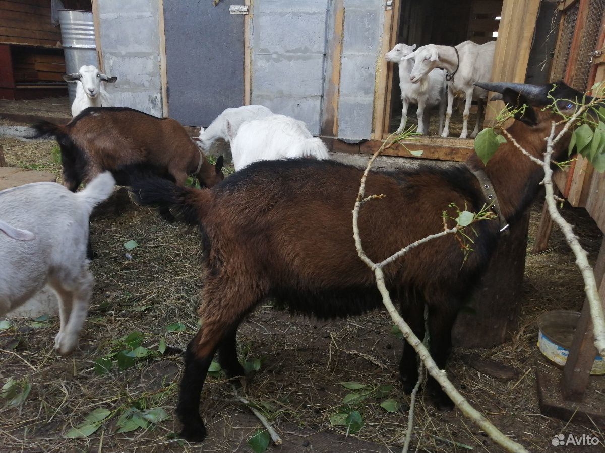 Чешская коза и чешский козёл купить на Зозу.ру - фотография № 5