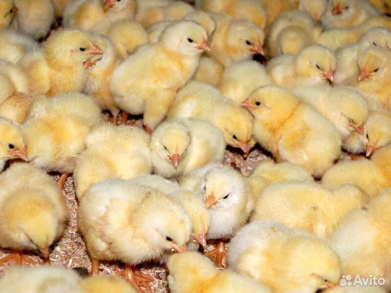Цыпленок Разная порода Си вопросы обращайтесь по т купить на Зозу.ру - фотография № 3