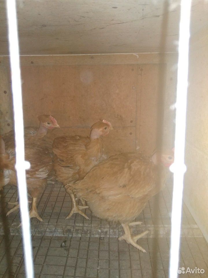 Цыплята голошейка купить на Зозу.ру - фотография № 3