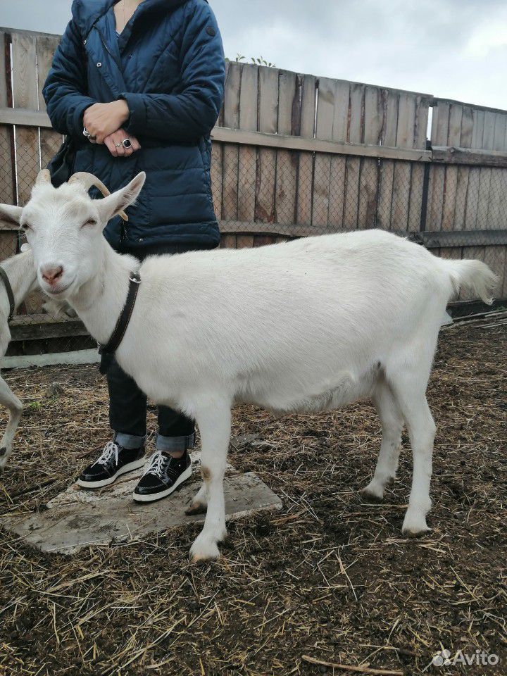 Дойные и скотная козы, козел купить на Зозу.ру - фотография № 1