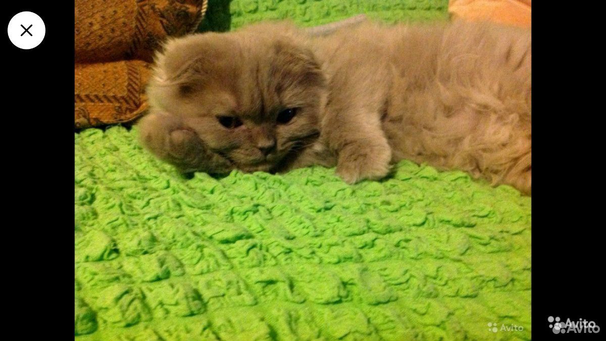 Красивые котята хайленд фолд купить на Зозу.ру - фотография № 4