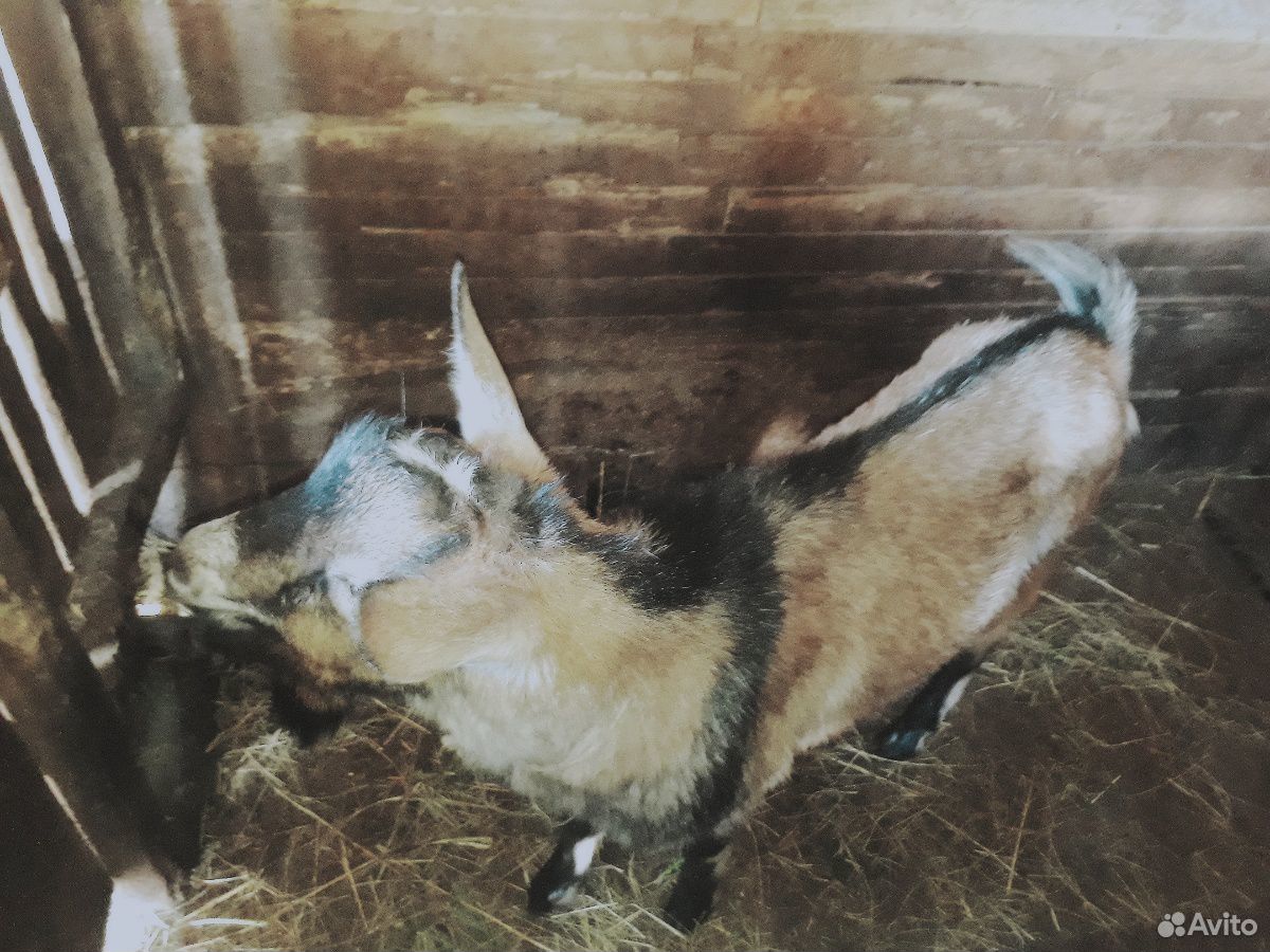 Зааненские козочки и альпийско-нубийский козёл купить на Зозу.ру - фотография № 4