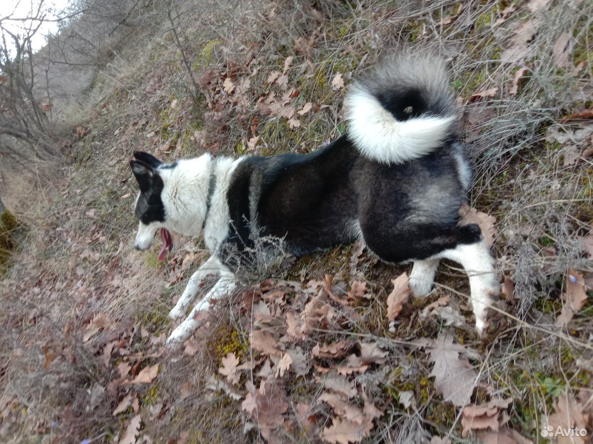 Охотничья собака купить на Зозу.ру - фотография № 8
