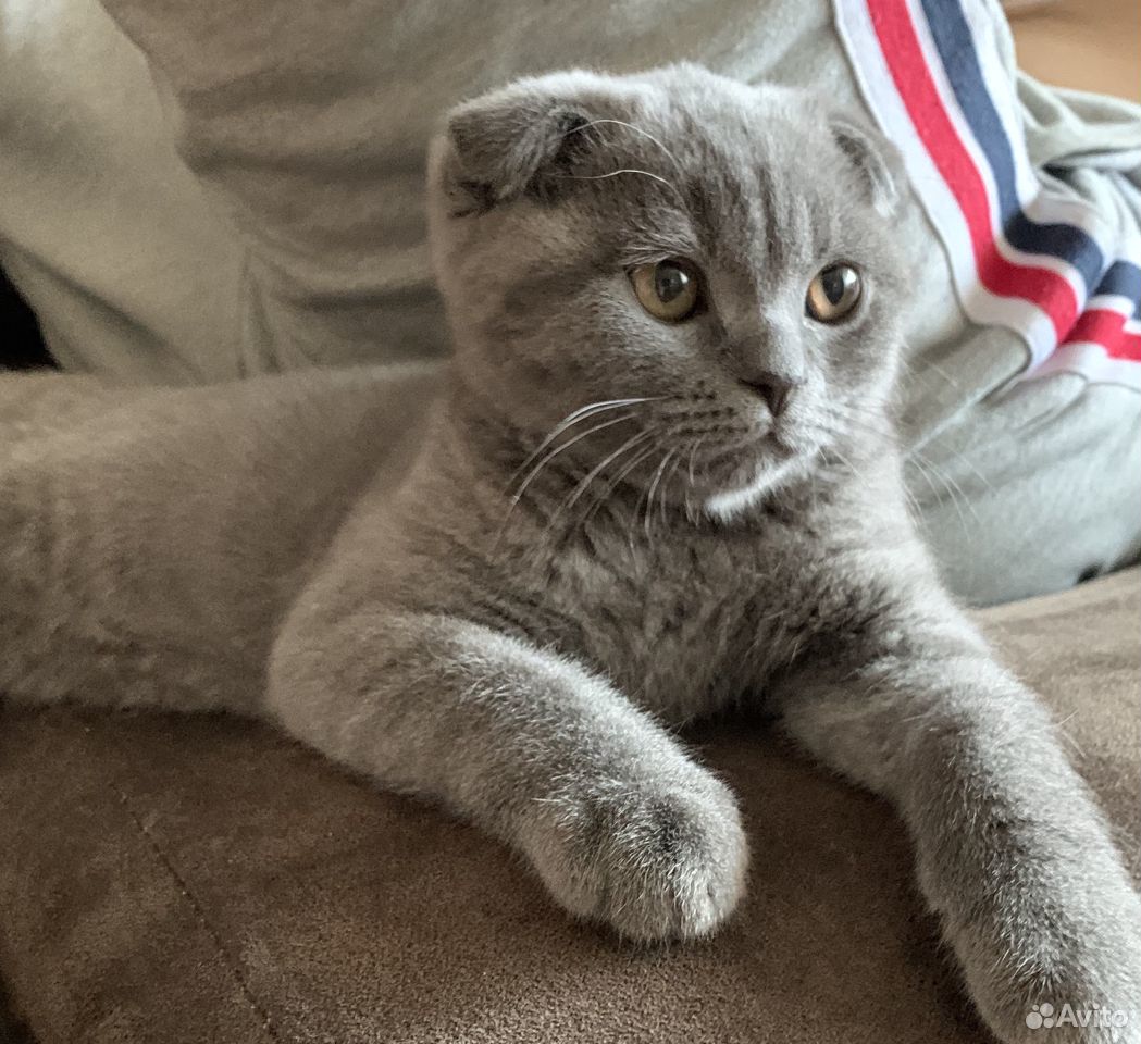 Шотландская Вислоухая 3 Месяца Фото