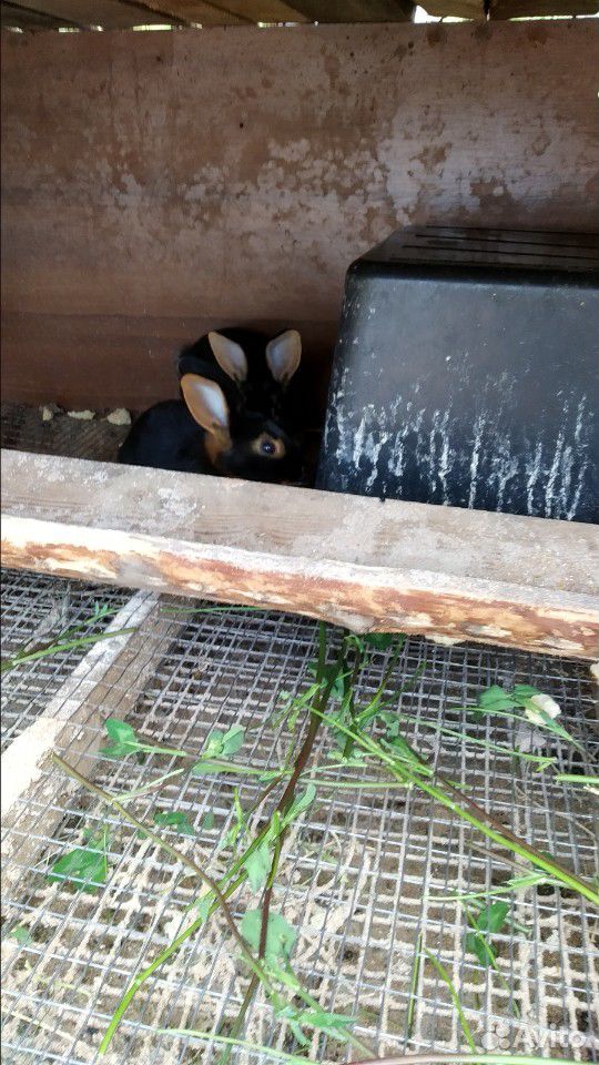 Черно-огненные кролики купить на Зозу.ру - фотография № 2