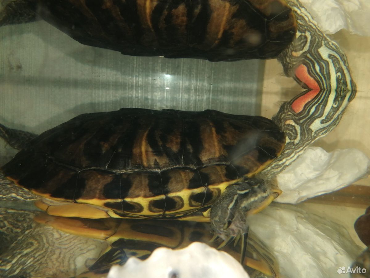 Продам красноухую черепаху купить на Зозу.ру - фотография № 3