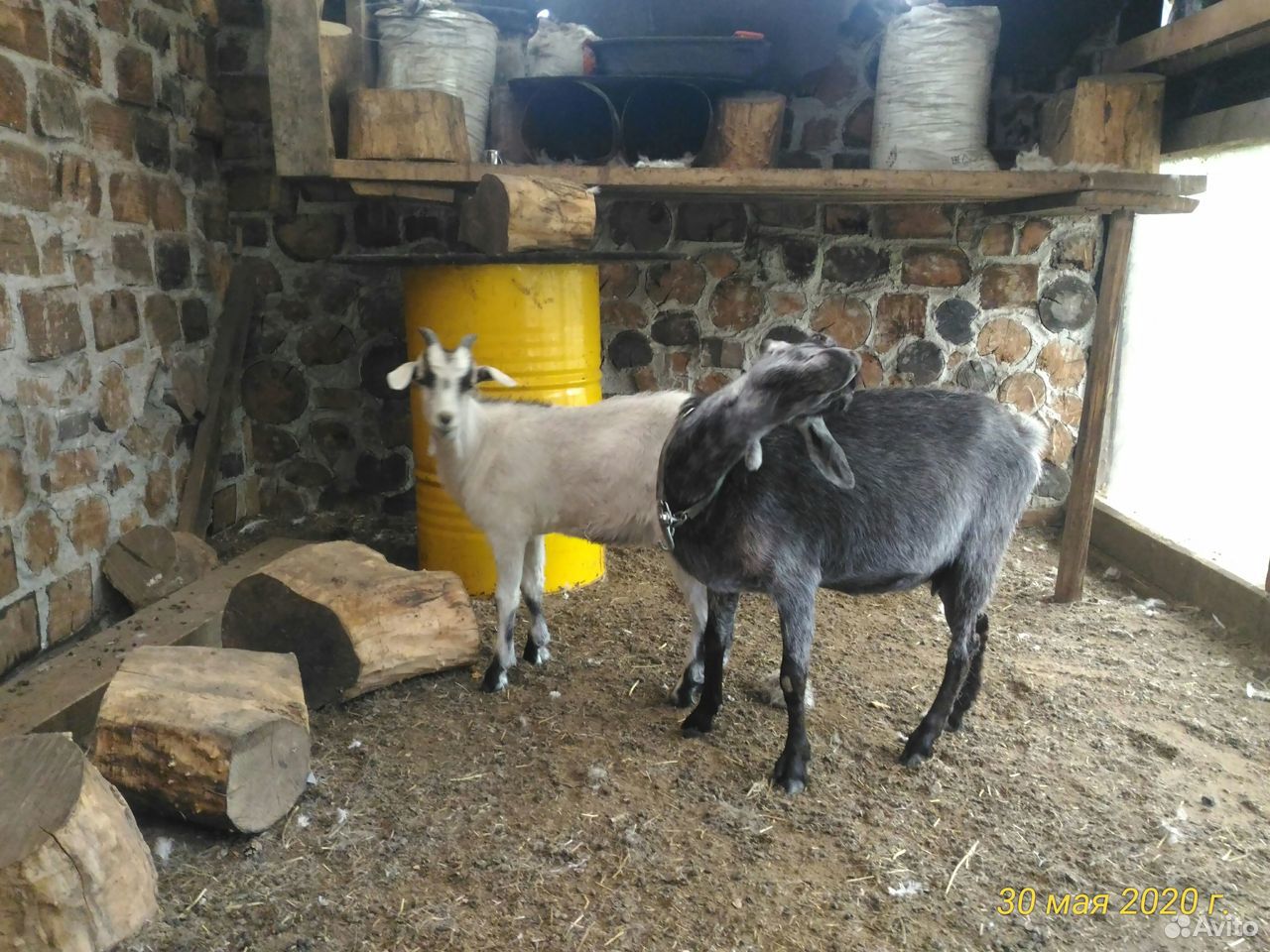 Пуховая коза с козленком купить на Зозу.ру - фотография № 3